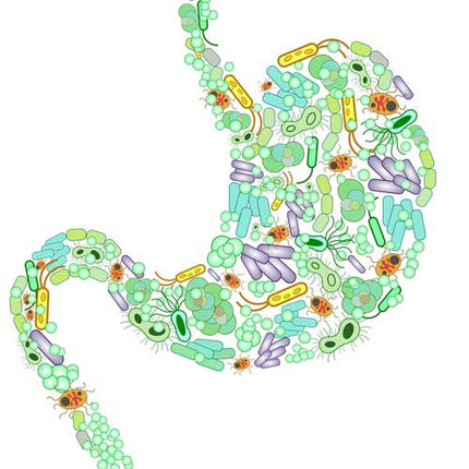 Magnesium and the Gut Microbiome