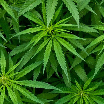 <h2>Ingredients Explained For our Herbal Magnesium Cream</h2>