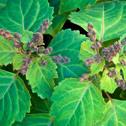 <h2>Ingredients Explained For our Herbal Magnesium Cream</h2>