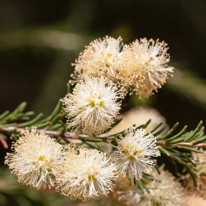 <h2>Ingredients Explained for Oil Spritz</h2>