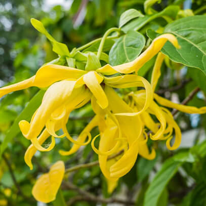 <h2>Ingredients Explained For our Herbal Magnesium Cream</h2>