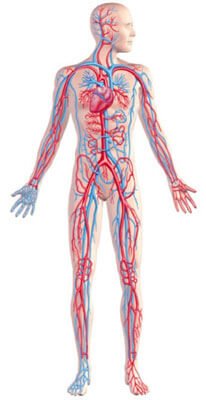 Blood Clot (Thrombosis) Risk Increases With Inflammation - Elektra Magnesium