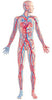 Blood Clot (Thrombosis) Risk Increases With Inflammation