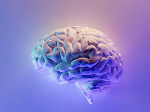 magnesium improves brain function