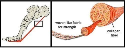 Collagen and Elastin Production for Skin, Muscle and Bone - Elektra Magnesium