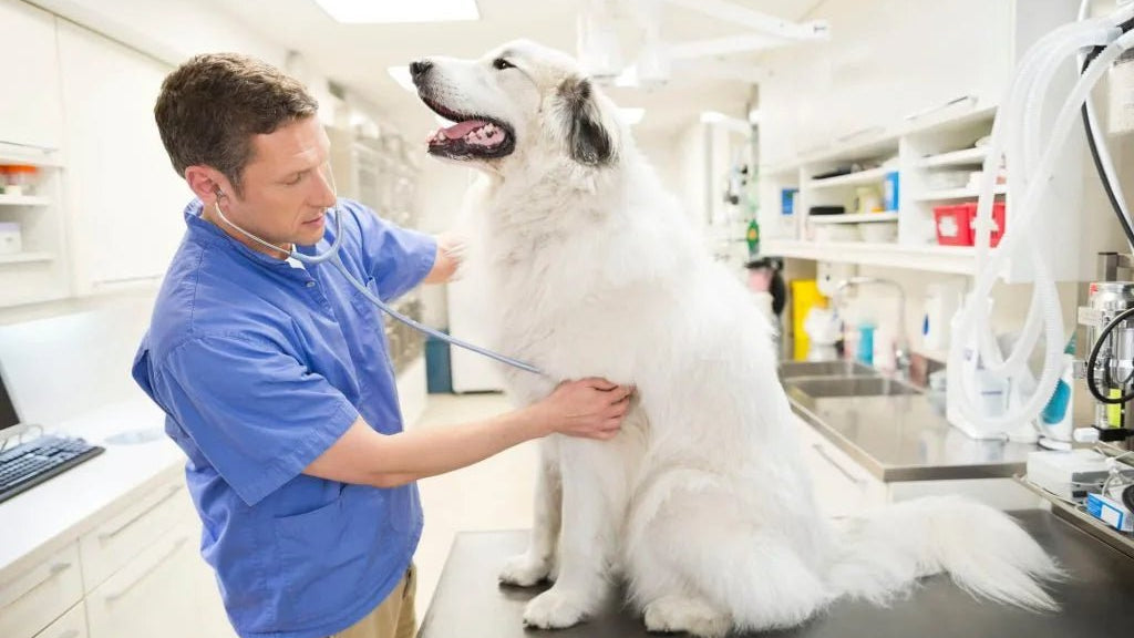 Magnesium Deficiency in Pets - The Number 1 Cause of Muscle Spasms in Dogs - Elektra Magnesium