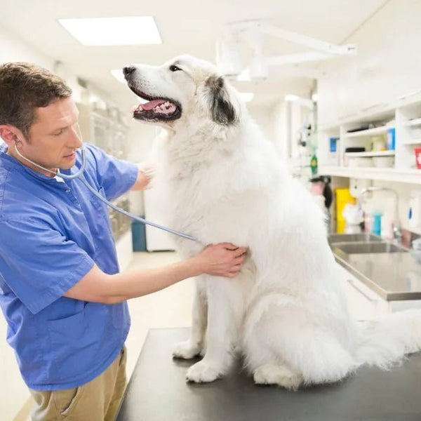 Magnesium Deficiency in Pets - The Number 1 Cause of Muscle Spasms in Dogs - Elektra Magnesium