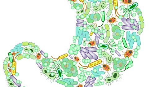 Magnesium and the Gut Microbiome - Elektra Magnesium