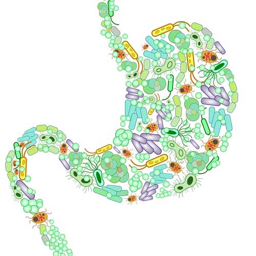 Magnesium and the Gut Microbiome