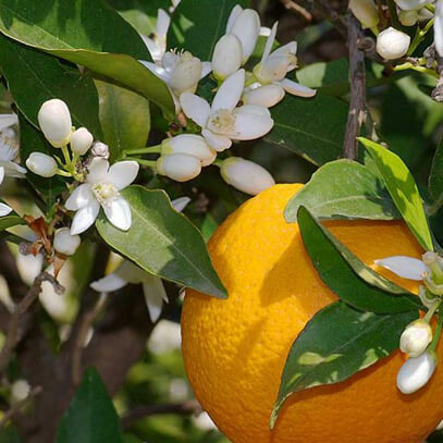 <h2>Ingredients Explained For our 4 Magnesium Creams</h2>