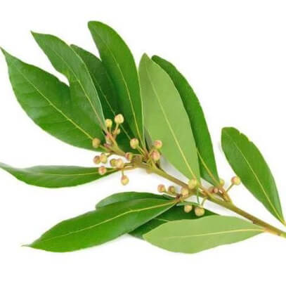 <h2>Ingredients Explained For our 4 Magnesium Creams</h2>