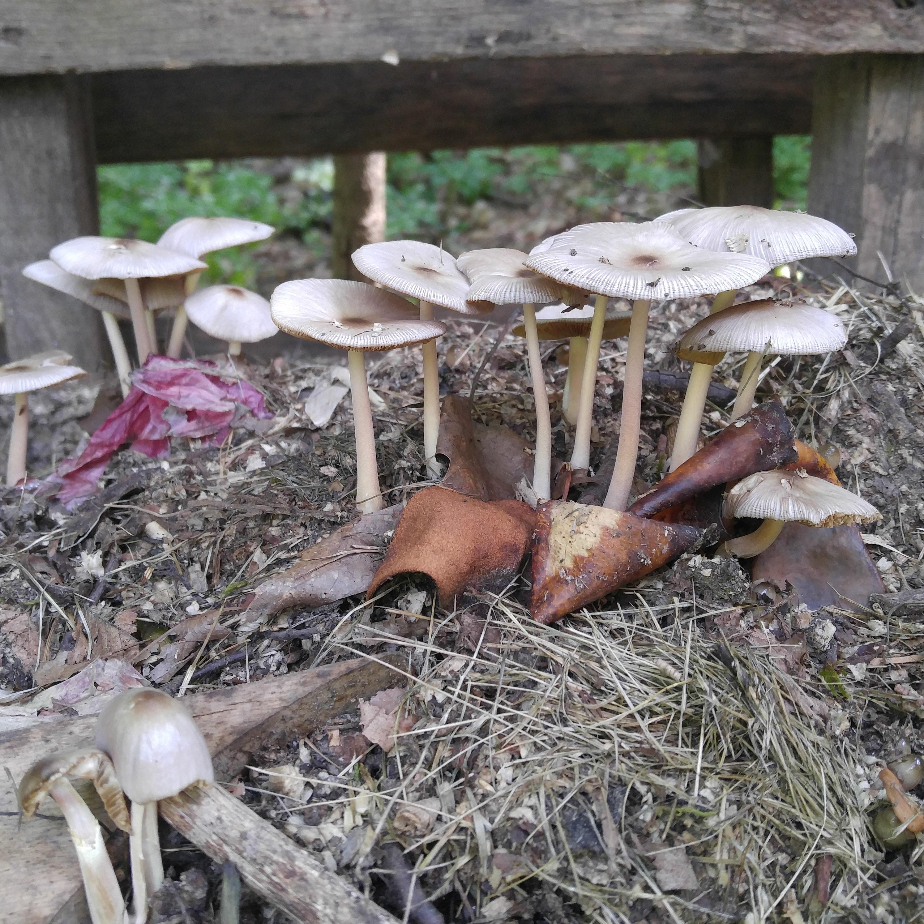 Compost mushrooms